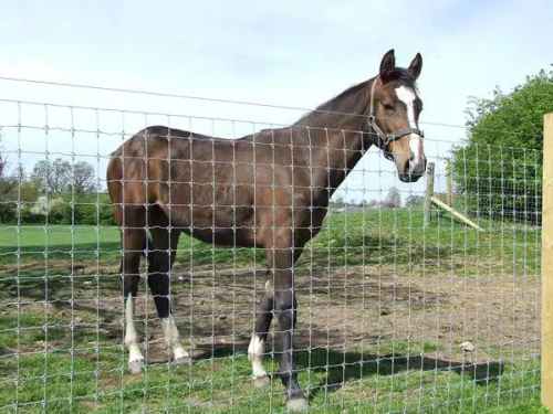 Fixed Knot Deer Fence